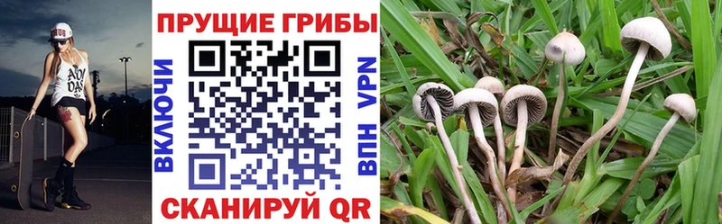 Псилоцибиновые грибы MAGIC MUSHROOMS  закладка  Сатка 